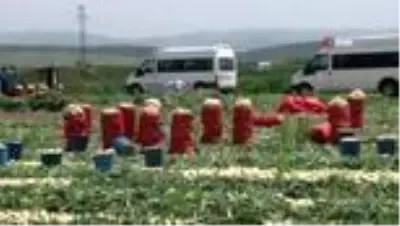 Hatay'da turfanda soğan hasadı başladı Hatay'da turfanda soğan hasadı başladı