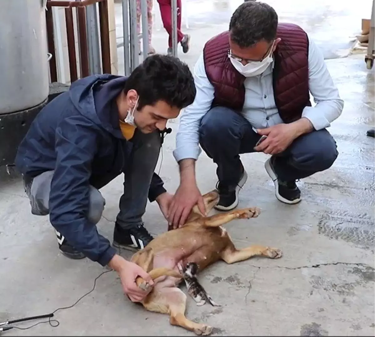 Sahipsiz kalan kedi yavrusunu köpek emziriyor Haberler