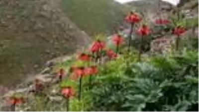 Bitlis'te, ters laleler açtı Bitlis'te, ters laleler açtı