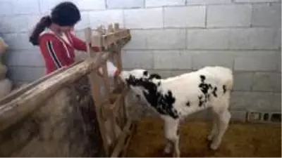 Hayvan yetiştiricilerine destek sürüyor Hayvan yetiştiricilerine destek sürüyor
