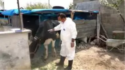 Hayvan yetiştiricilerine destek sürüyor Hayvan yetiştiricilerine destek sürüyor