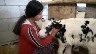 Hayvan yetiştiricilerine destek sürüyor Hayvan yetiştiricilerine destek sürüyor