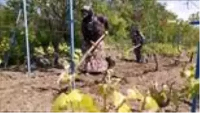 Korona virüs bağ yaprağı üretimine engel olamadı Korona virüs bağ yaprağı üretimine engel olamadı