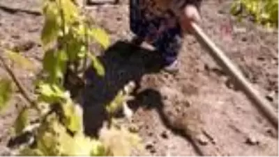 Korona virüs bağ yaprağı üretimine engel olamadı Korona virüs bağ yaprağı üretimine engel olamadı
