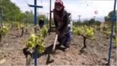 Korona virüs bağ yaprağı üretimine engel olamadı Korona virüs bağ yaprağı üretimine engel olamadı