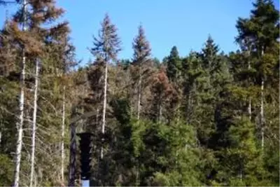 Artvin ormanlarında zararlı böceklere karşı mücadele başlatıldı