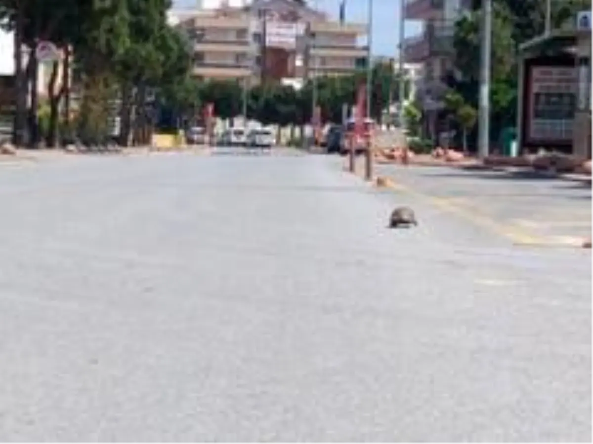 Kısıtlamayı fırsat bildi, sokak sokak gezdi