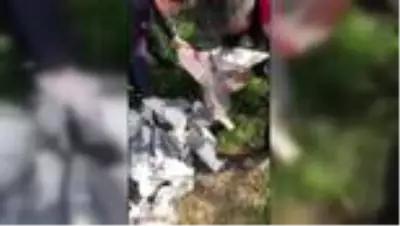 Martı vuran kişiye 16 bin lira ceza
