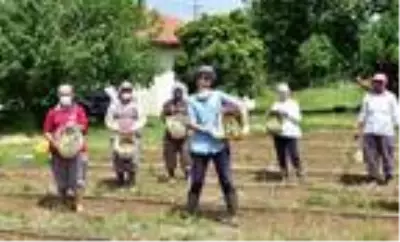 Sosyal mesafeli kuşkonmaz hasadı Sosyal mesafeli kuşkonmaz hasadı