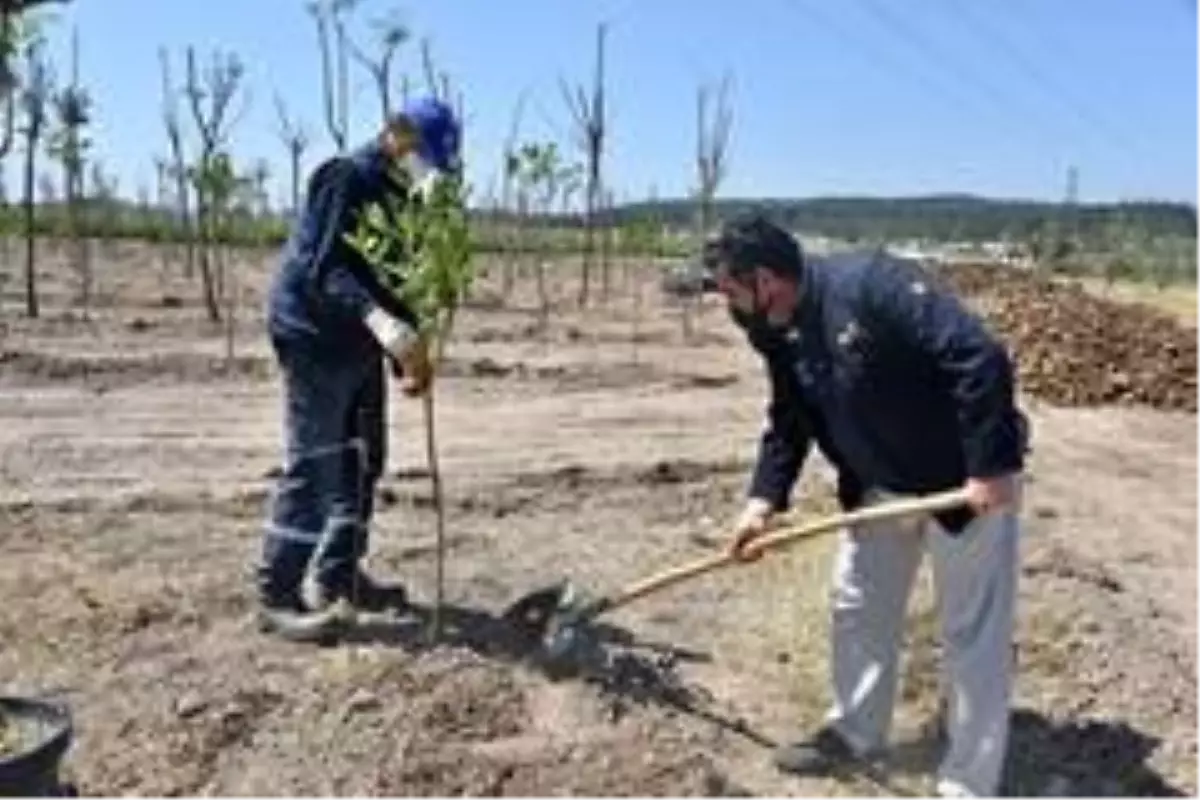 Aliağa Belediyesinden organik tarım atağı