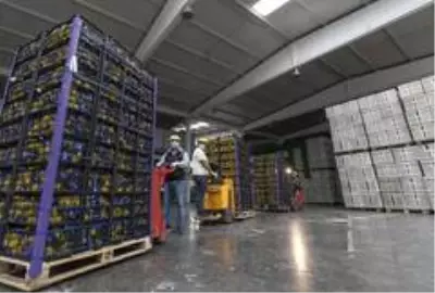 Ankara Büyükşehir Belediyesi de Mersin'den limon alacak