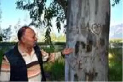 'Aşıklar Yolu'ndaki okaliptüs ağaçlarını yazı tahtasına çevirdiler 'Aşıklar Yolu'ndaki okaliptüs ağaçlarını yazı tahtasına çevirdiler