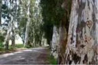 'Aşıklar Yolu'ndaki okaliptüs ağaçlarını yazı tahtasına çevirdiler 'Aşıklar Yolu'ndaki okaliptüs ağaçlarını yazı tahtasına çevirdiler