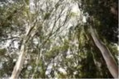 'Aşıklar Yolu'ndaki okaliptüs ağaçlarını yazı tahtasına çevirdiler 'Aşıklar Yolu'ndaki okaliptüs ağaçlarını yazı tahtasına çevirdiler