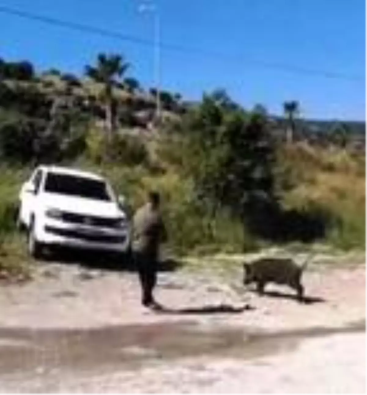 Bodrum'a inen domuzu elleriyle besliyorlar