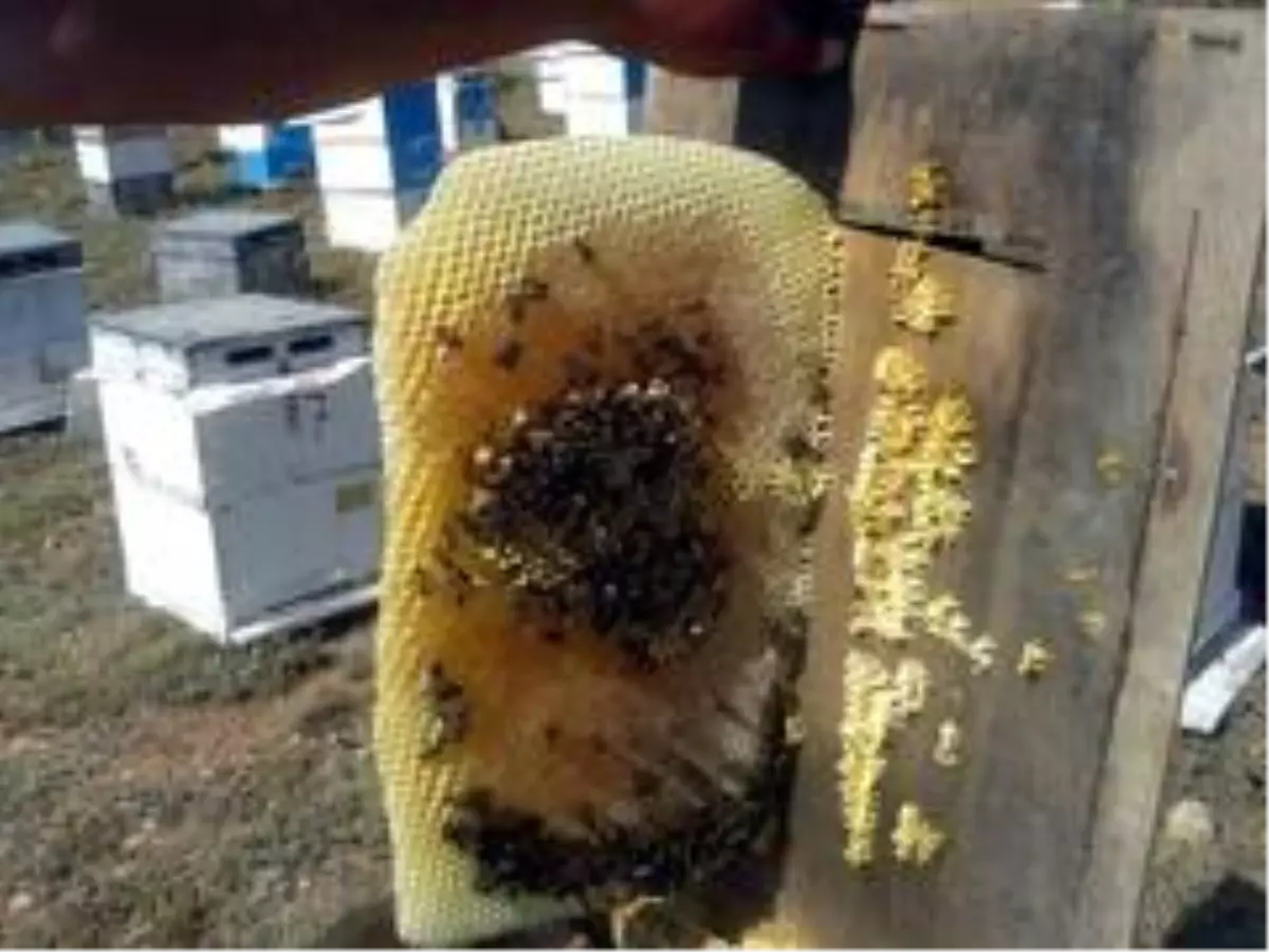 Dünya bal tüketiminde Türkiye'ye yönelebilir