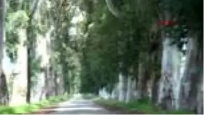 MUĞLA 'Aşıklar Yolu'ndaki okaliptüs ağaçlarını yazı tahtasına çevirdiler MUĞLA 'Aşıklar Yolu'ndaki okaliptüs ağaçlarını yazı tahtasına çevirdiler