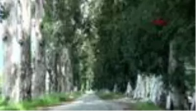 MUĞLA 'Aşıklar Yolu'ndaki okaliptüs ağaçlarını yazı tahtasına çevirdiler MUĞLA 'Aşıklar Yolu'ndaki okaliptüs ağaçlarını yazı tahtasına çevirdiler