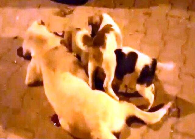 Uyuşturucu iğneyle vurularak öldürülen köpeği yavruları emmeye devam etti