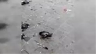 Vicdansız sürücüsü Eminönü'nde güvercinleri ezdi Vicdansız sürücüsü Eminönü'nde güvercinleri ezdi