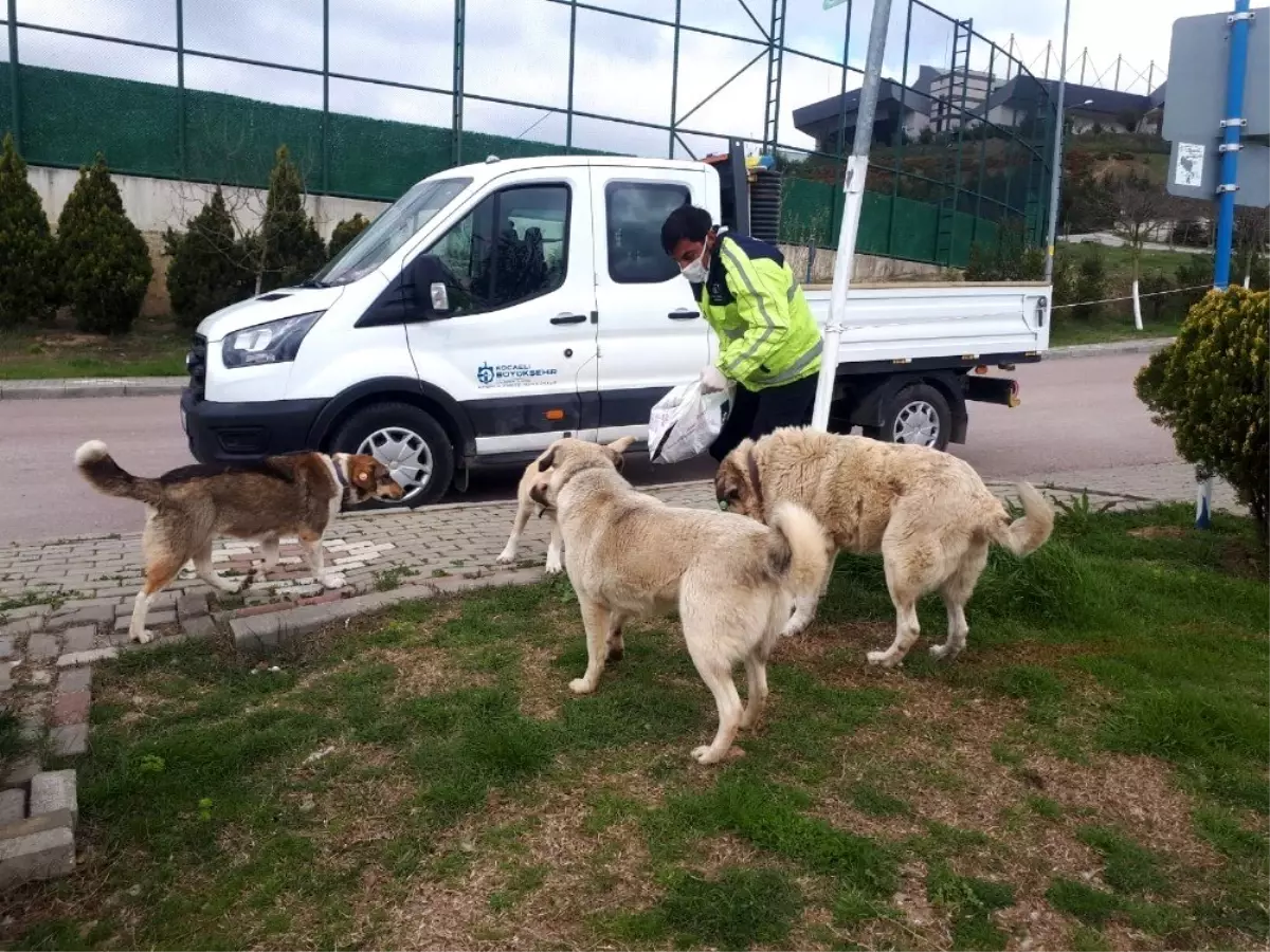 Büyükşehirden sokak hayvanlarına 20 ton mama Haberler