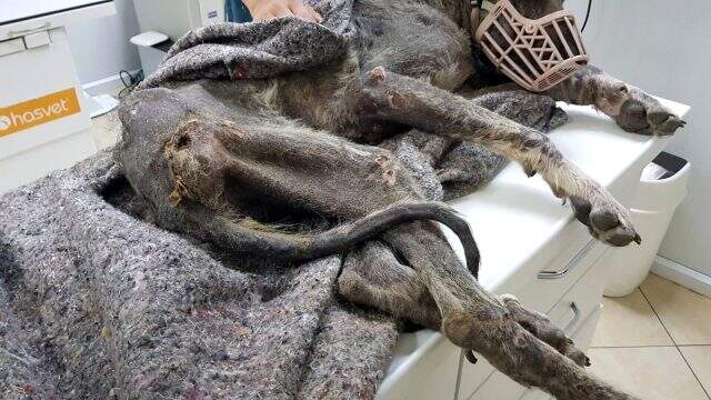 Silivri'de kangal cinsi köpek açlıktan ölmek üzereyken bulundu