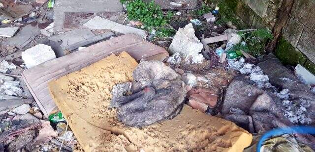 Silivri'de kangal cinsi köpek açlıktan ölmek üzereyken bulundu