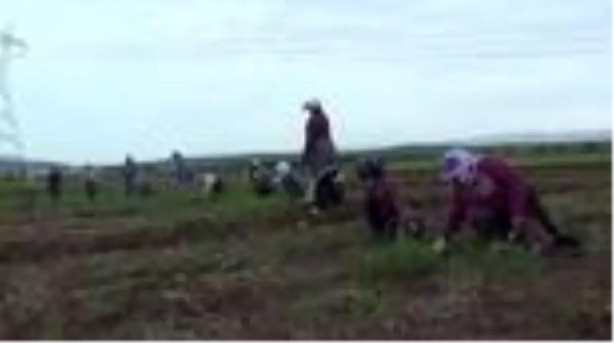 3 çocuk annesi kadının tarla mesaisi