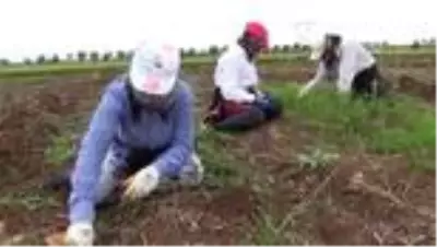 3 çocuk annesi kadının tarla mesaisi 3 çocuk annesi kadının tarla mesaisi