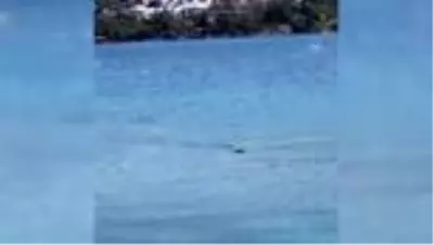 Bodrum sahilinde zargana azmanı heyecanı yaşanıyor Bodrum sahilinde zargana azmanı heyecanı yaşanıyor
