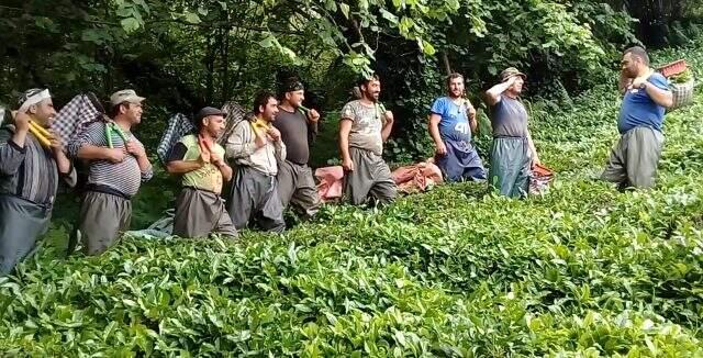 Çay işçiliğinin yevmiyesi 200-300 liraya kadar yükselince bahçelerde çalışma talebi çoğaldı Çay işçiliğinin yevmiyesi 200-300 liraya kadar yükselince bahçelerde çalışma talebi çoğaldı