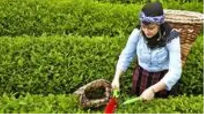 Çay işçiliğinin yevmiyesi 200-300 liraya kadar yükselince bahçelerde çalışma talebi çoğaldı Çay işçiliğinin yevmiyesi 200-300 liraya kadar yükselince bahçelerde çalışma talebi çoğaldı
