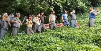 Çay işçiliğinin yevmiyesi 200-300 liraya kadar yükselince bahçelerde çalışma talebi çoğaldı Çay işçiliğinin yevmiyesi 200-300 liraya kadar yükselince bahçelerde çalışma talebi çoğaldı