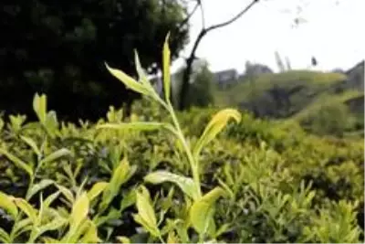 Çay işçiliğinin yevmiyesi artınca bahçelerde çalışma talebi çoğaldı Çay işçiliğinin yevmiyesi artınca bahçelerde çalışma talebi çoğaldı