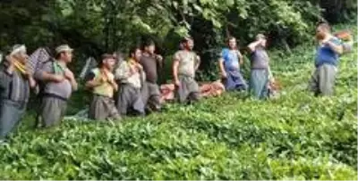 Çay işçiliğinin yevmiyesi artınca bahçelerde çalışma talebi çoğaldı Çay işçiliğinin yevmiyesi artınca bahçelerde çalışma talebi çoğaldı