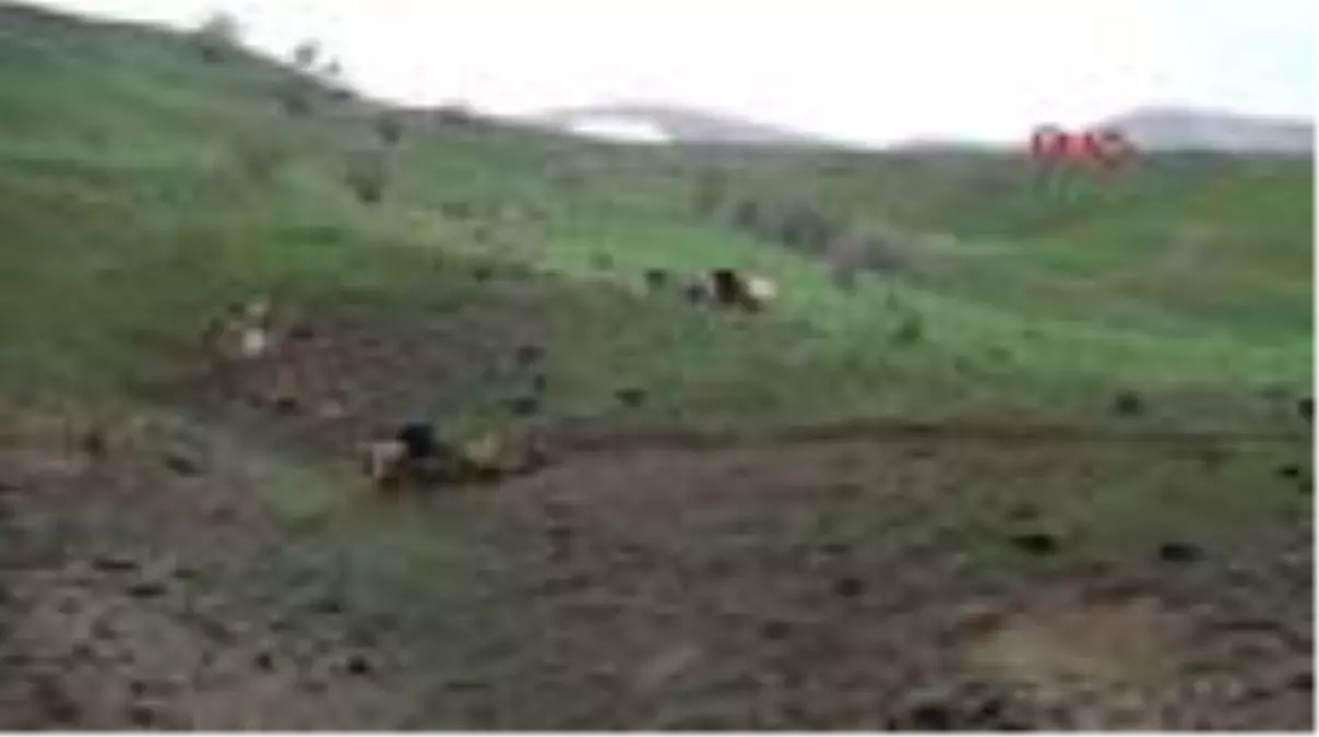 HAKKARİ Pancar toplamaya giden karı koca devrilen traktörün altında kalarak yaralandı