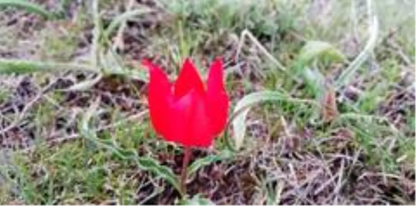 Kırmızı laleler görsel şölen oluşturdu