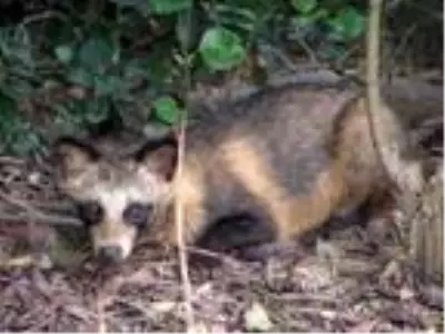 Koronavirüs bulaştırmada şüpheli konumda olan rakun köpeği, Türkiye'de ilk kez görüntülendi