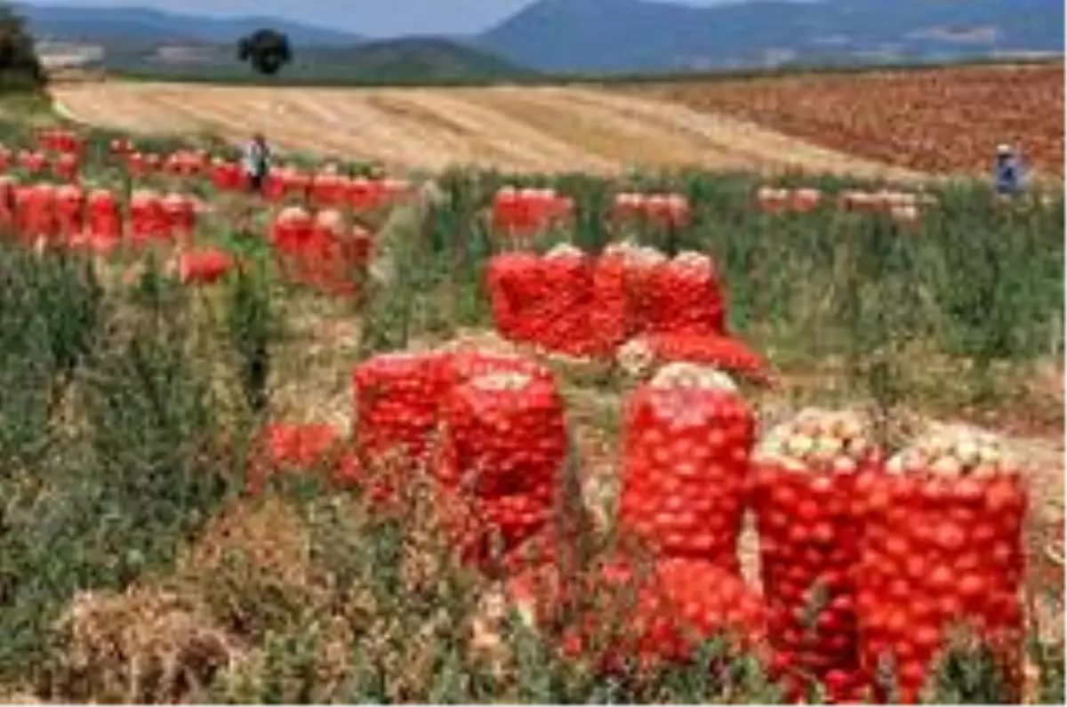 Soğan ihracatı kontrollü olarak yapılacak