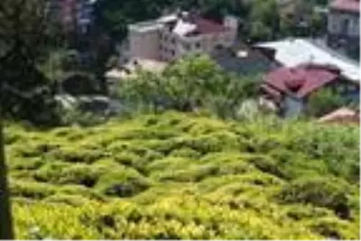 Çay üreticileri köy köy gezerek 6 bin 900 TL maaşla 2 bin işçi arıyor.