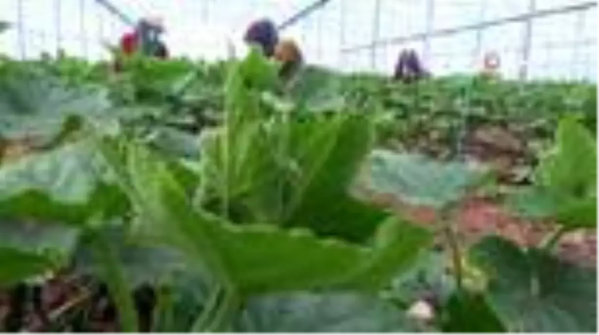 Aksaray'da tarımsal üretim sürüyor