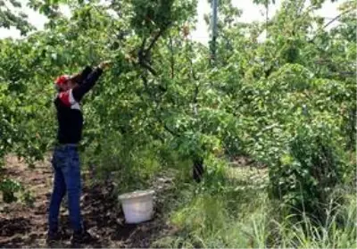 Amik Ovası'nda tarımsal üretim Kovid-19 tedbirleriyle aralıksız sürüyor