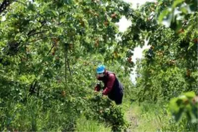 Amik Ovası'nda tarımsal üretim Kovid-19 tedbirleriyle aralıksız sürüyor