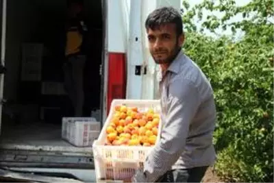 Amik Ovası'nda tarımsal üretim Kovid-19 tedbirleriyle aralıksız sürüyor