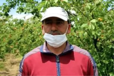 Amik Ovası'nda tarımsal üretim Kovid-19 tedbirleriyle aralıksız sürüyor