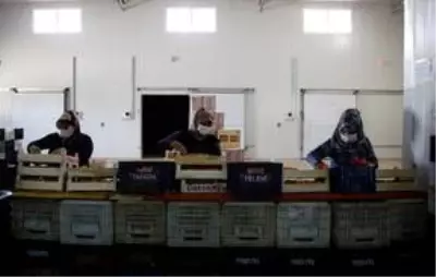 Amik Ovası'nda tarımsal üretim Kovid-19 tedbirleriyle aralıksız sürüyor