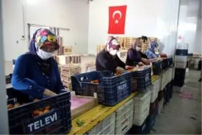 Amik Ovası'nda tarımsal üretim Kovid-19 tedbirleriyle aralıksız sürüyor