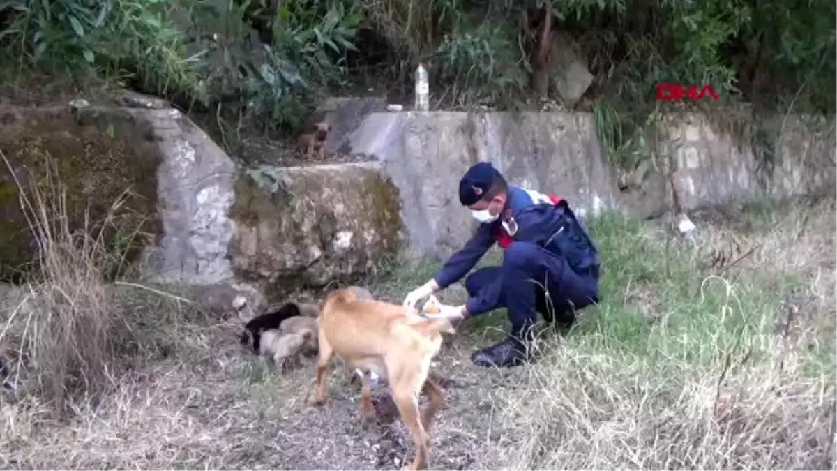 ANTALYA Jandarma köpek yavrularını besledi, belediye sokak hayvanları