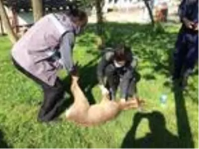 Senegalliler Alisveriste Sakarya Halk Gazetesi