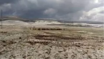 Ardahan'da dolu ekili alanlara zarar verdi Ardahan'da dolu ekili alanlara zarar verdi